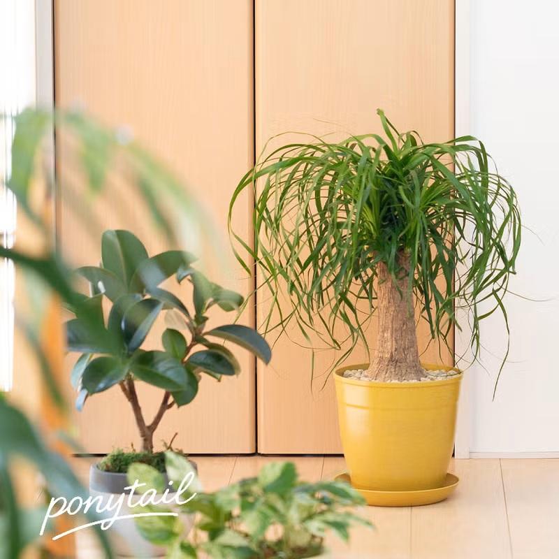 観葉植物 ポニーテール 室内 おしゃれ 幹が太い！ガチッッとした