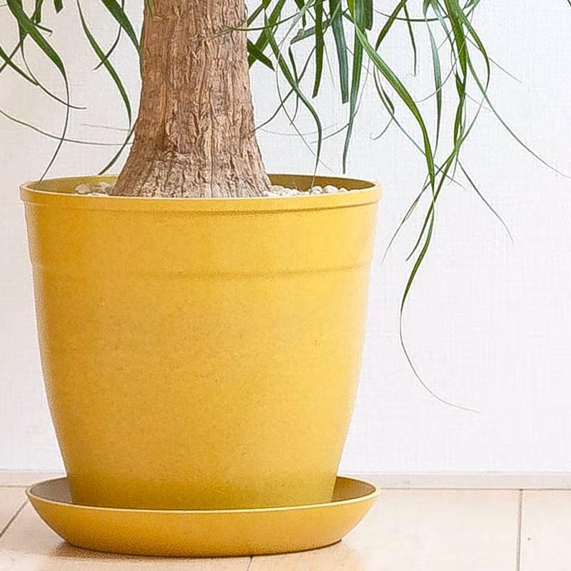 観葉植物 ポニーテール 室内 おしゃれ 幹が太い！ガチッッとした