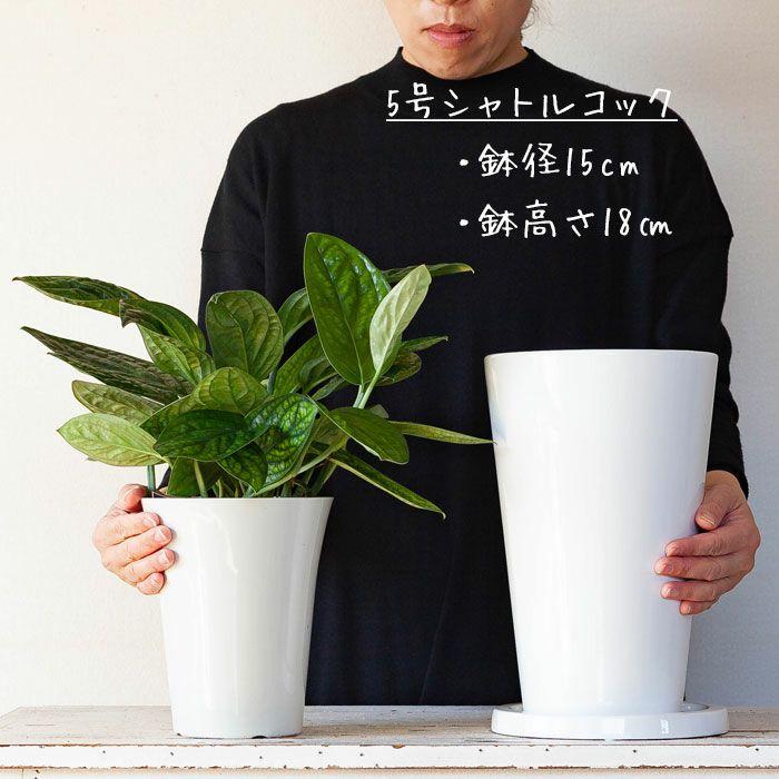 鉢 植木鉢 陶器 おしゃれ 室内 鉢植え 鉢カバー 艶があって、白が綺麗