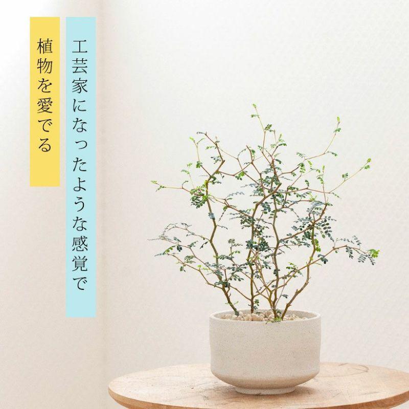 鉢 植木鉢 陶器 おしゃれ モダン 国産 お椀みたい 浅型 素焼き （Made