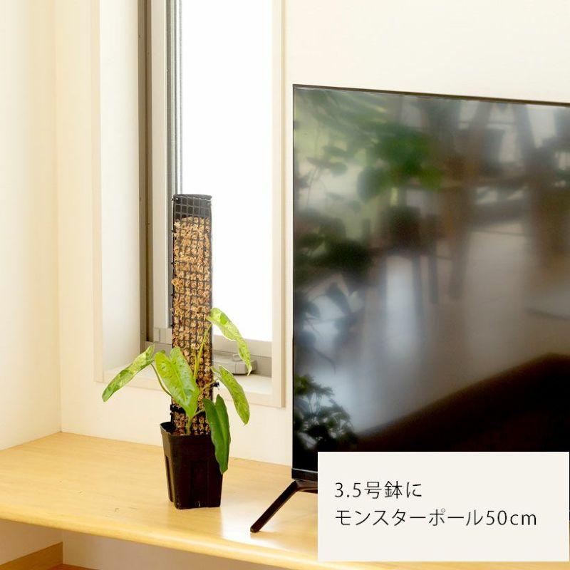 黒いスリット鉢 プレステラ深型 シンプル スタイリッシュ 緑が引き立つ