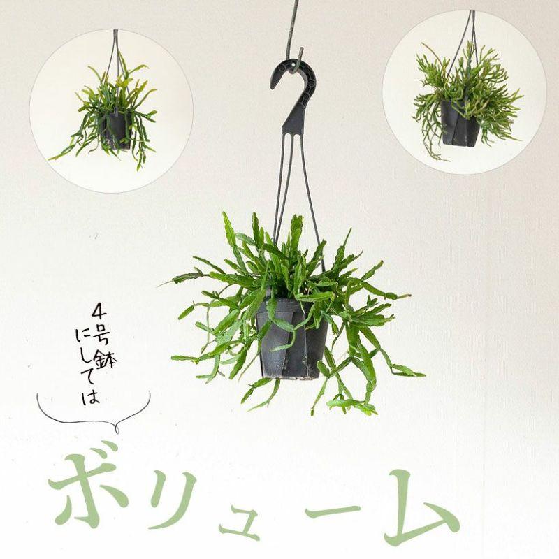 リプサリス・観葉植物・おしゃれ・お手頃サイズ！リプサリス