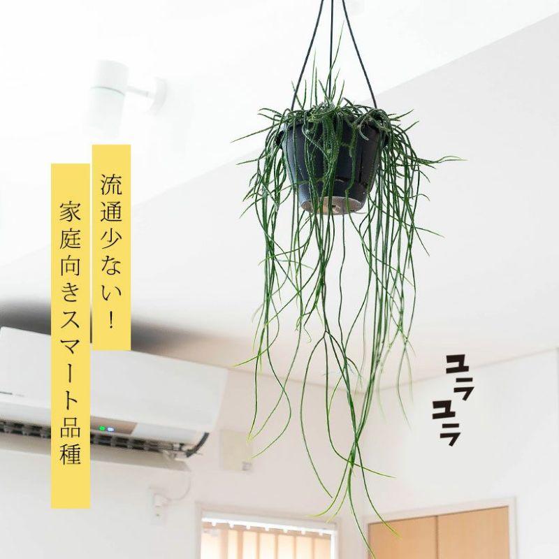 観葉植物 種類 室内 おしゃれ 吊り下げ リプサリス・プニセオ