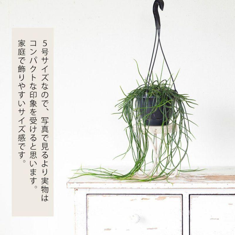 リプサリス・プニセオディスカス　ハンギングポット‼️ no3 長さ90cm リプサリス・プニセオディスカス ハンギングポット‼️ no3 長さ