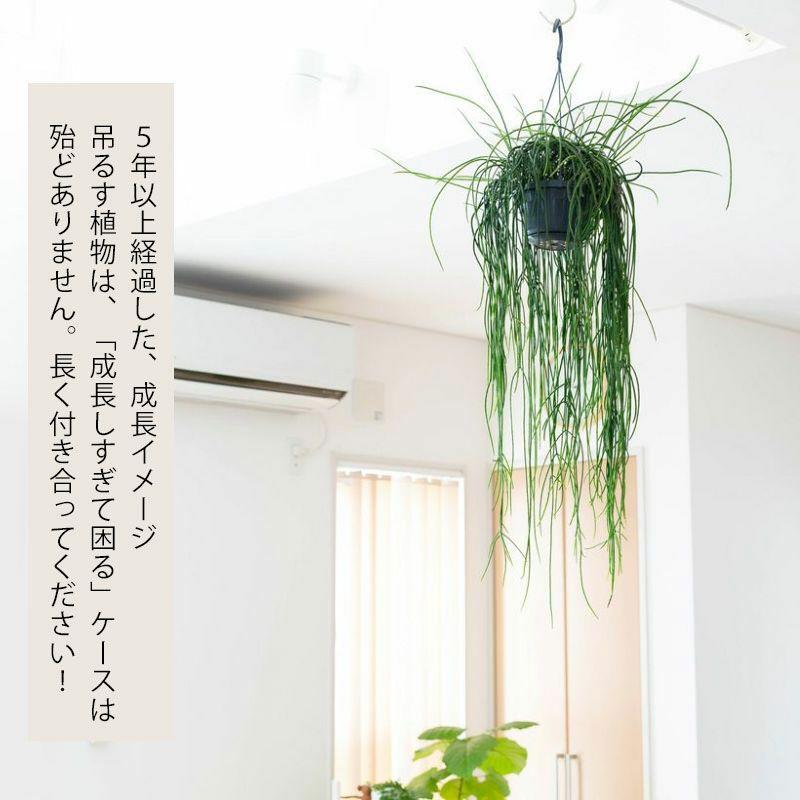 リプサリス・プニセオディスカス　ハンギングポット‼️ no3 長さ90cm リプサリス・プニセオディスカス ハンギングポット‼️ no3 長さ