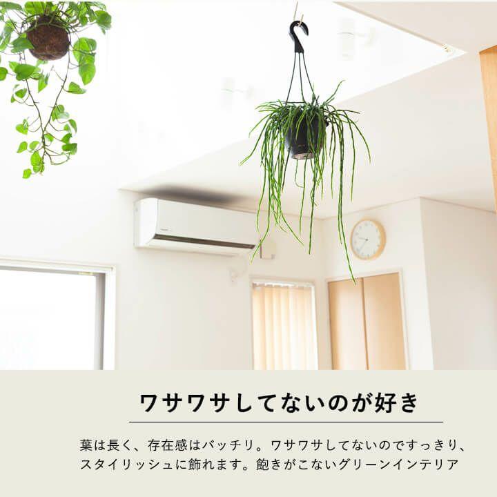 観葉植物 種類 室内 おしゃれ 吊り下げ リプサリス・パラドクサ : e