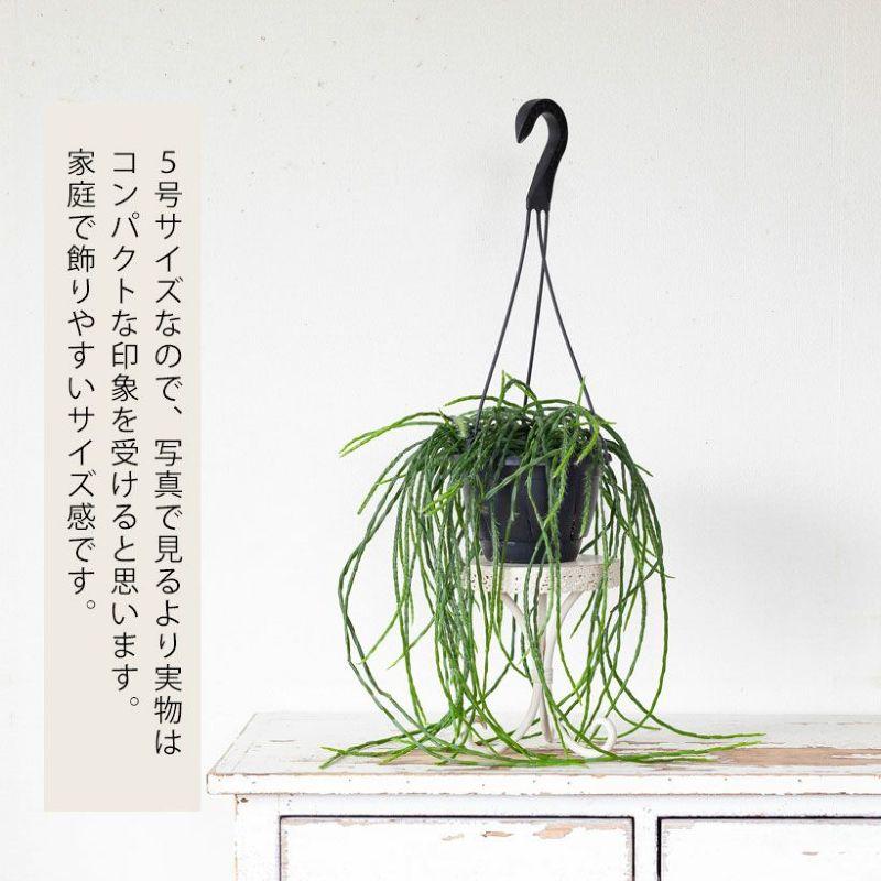 観葉植物 種類 室内 おしゃれ 吊り下げ リプサリス・パラドクサ : e