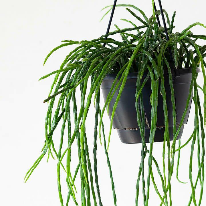 観葉植物 種類 室内 おしゃれ 吊り下げ リプサリス・パラドクサ : e