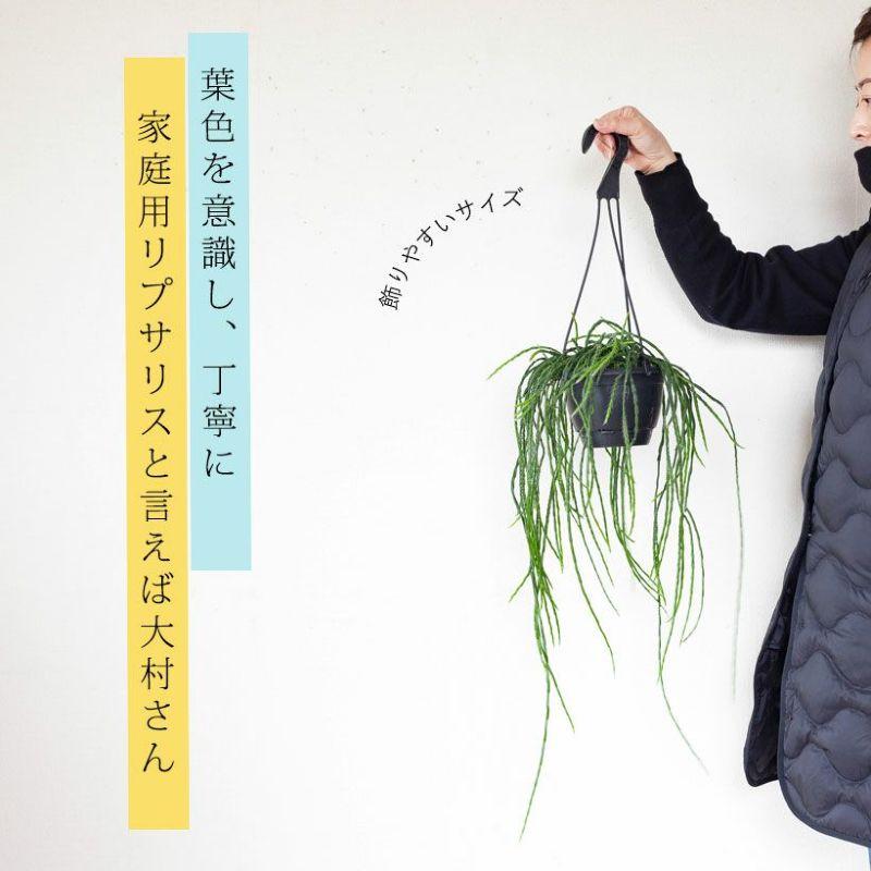 観葉植物 種類 室内 おしゃれ 吊り下げ リプサリス・パラドクサ : e