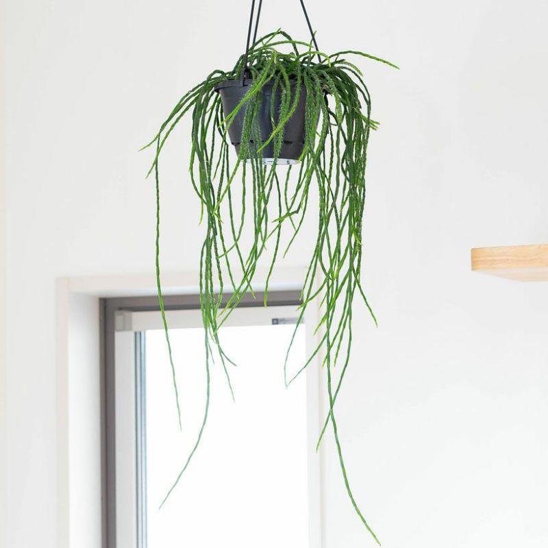 観葉植物 種類 室内 おしゃれ 吊り下げ リプサリス・パラドクサ : e