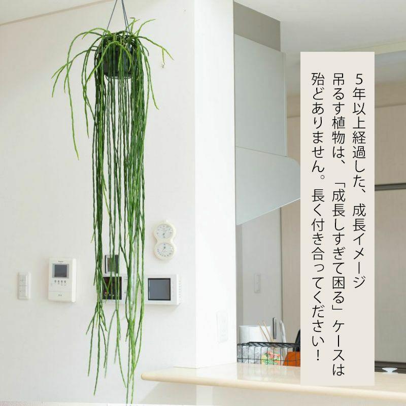 観葉植物 種類 室内 おしゃれ 吊り下げ リプサリス・パラドクサ : e