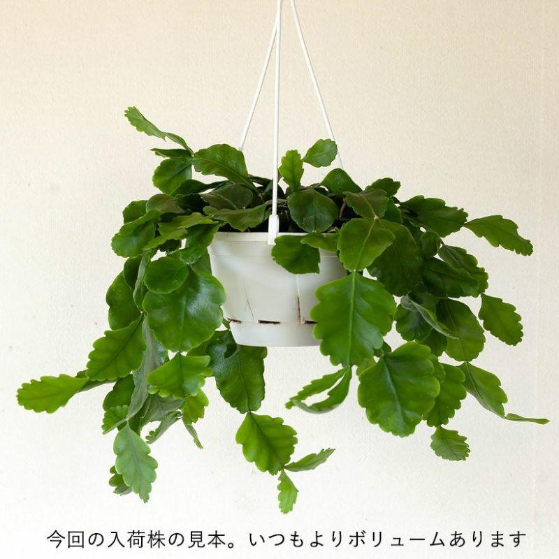 観葉植物 種類 室内 おしゃれ 吊り下げ ハンギング リプサリス
