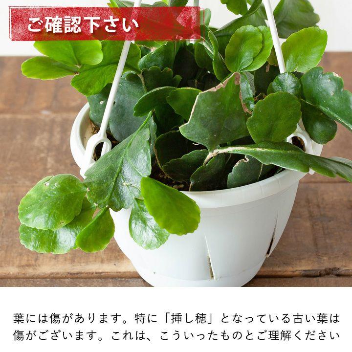 観葉植物 種類 室内 おしゃれ 吊り下げ ハンギング リプサリス