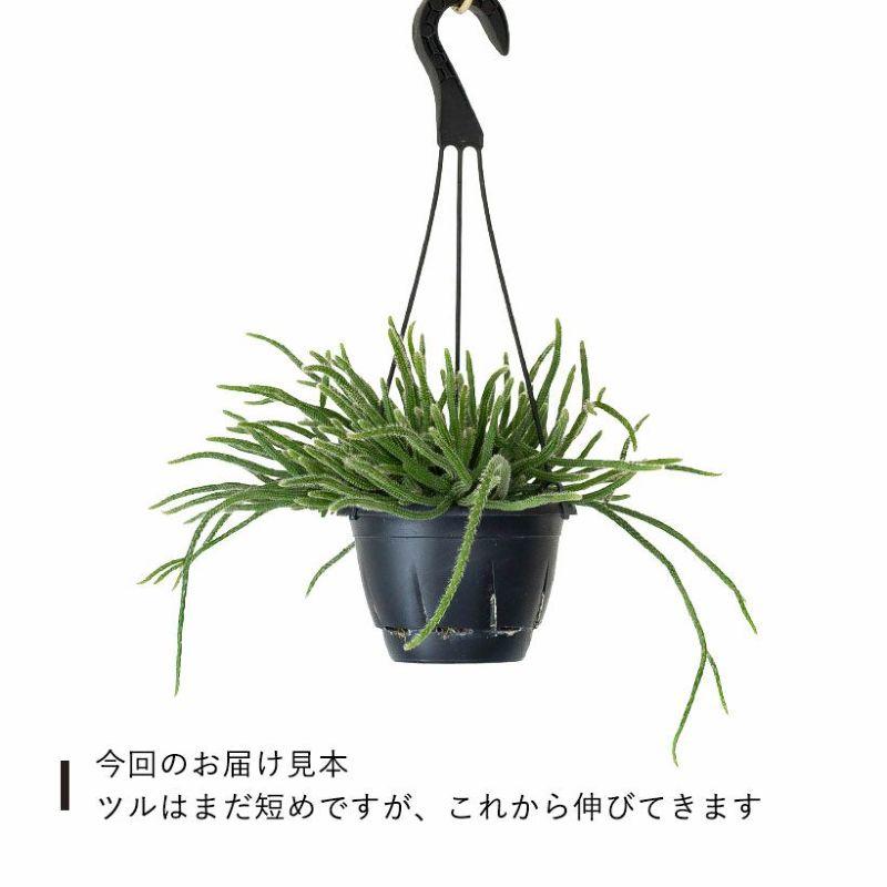 観葉植物 種類 室内 おしゃれ 吊り下げ ハンギング リプサリス・ホリダ