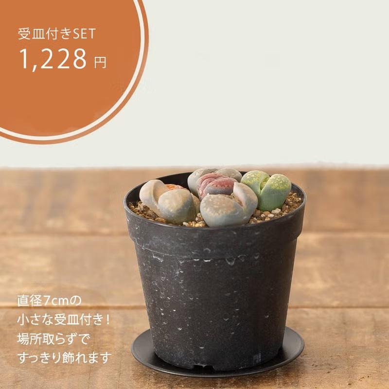 多肉植物リトープス 室内 おしゃれ リトープスの寄せ植え。小さな宝箱