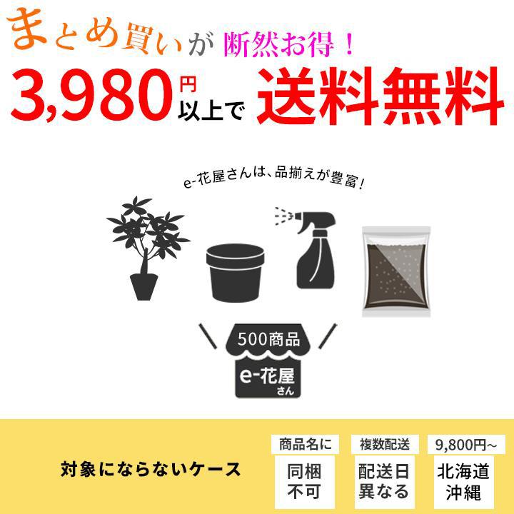 ルーツポーチ BIGサイズ（直径50cm ＃20） 鉢 root pouch 不織布 植木鉢 プランター 鉢カバー おしゃれ 軽い 植物 布鉢 植え替え 20ガロン 大きい |  | 12
