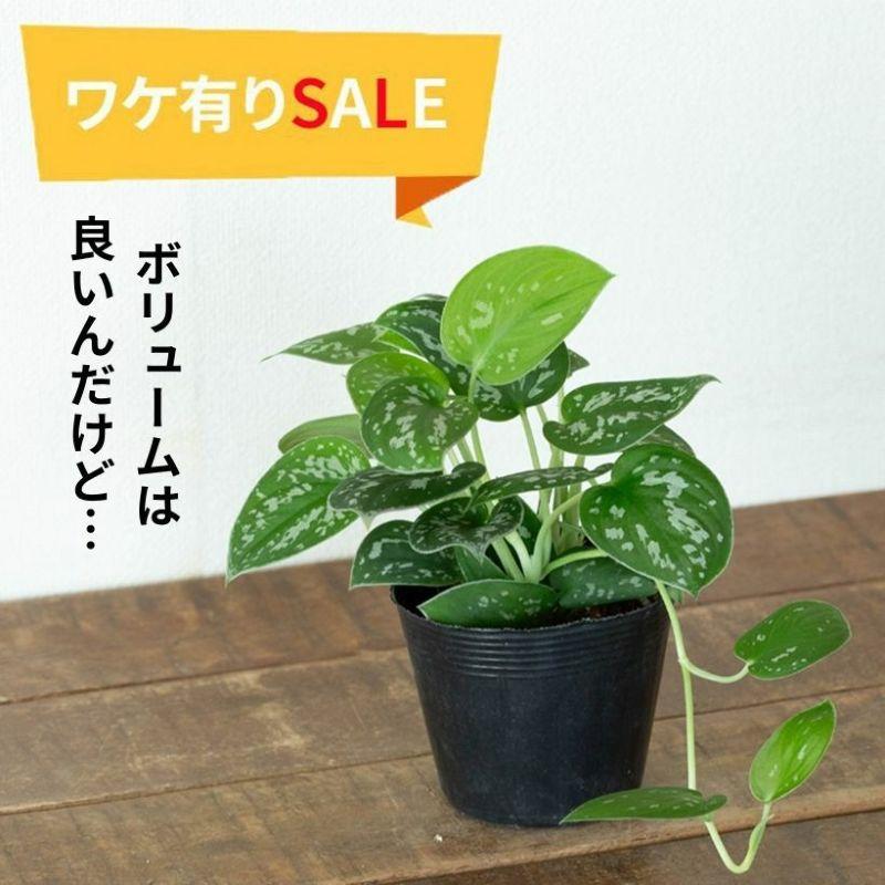 訳有りSALE】スキンダプサス・アルギレウス : e-花屋さん - 通販
