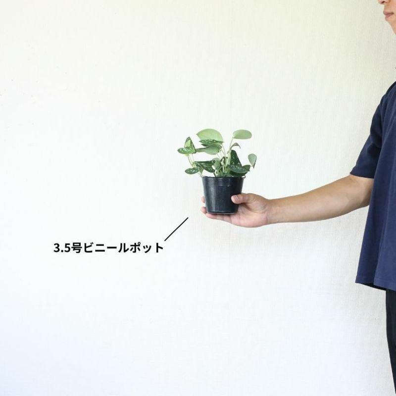 訳有りSALE】スキンダプサス・アルギレウス : e-花屋さん - 通販