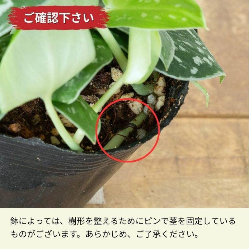 訳有りSALE】スキンダプサス・アルギレウス : e-花屋さん - 通販