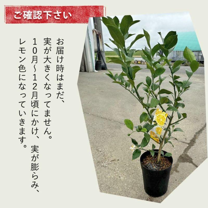 果樹 レモン 屋外 植物 種類 サイパンレモン（1年目から収穫できます