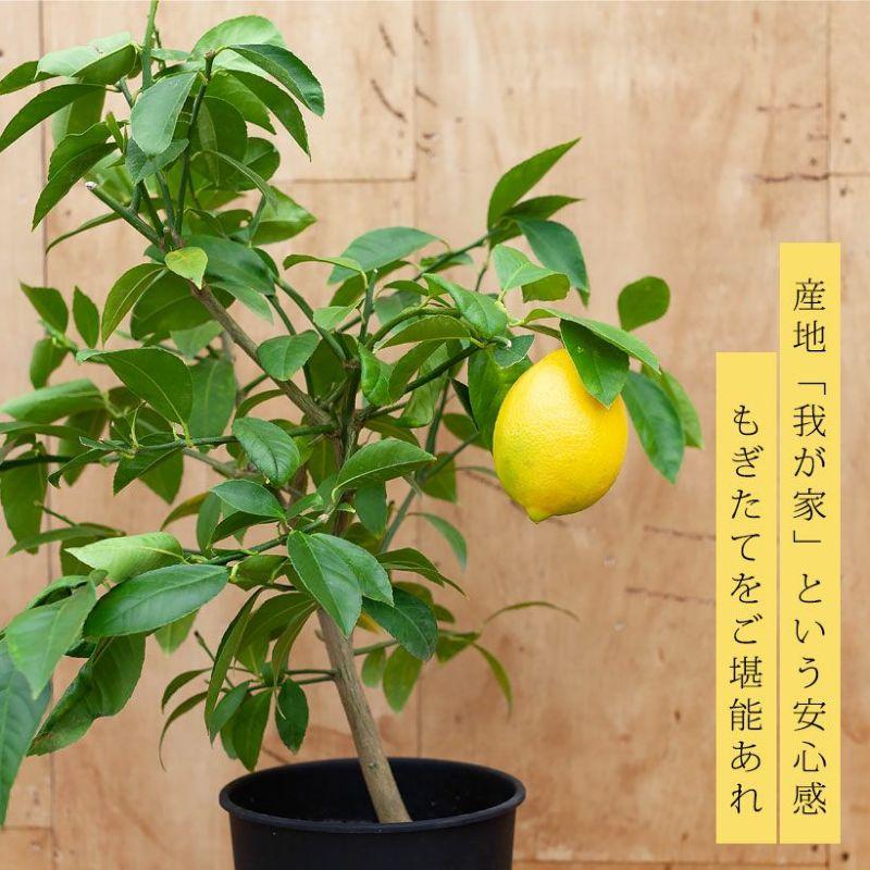 果樹 レモン 屋外 植物 種類 サイパンレモン（1年目から収穫できます