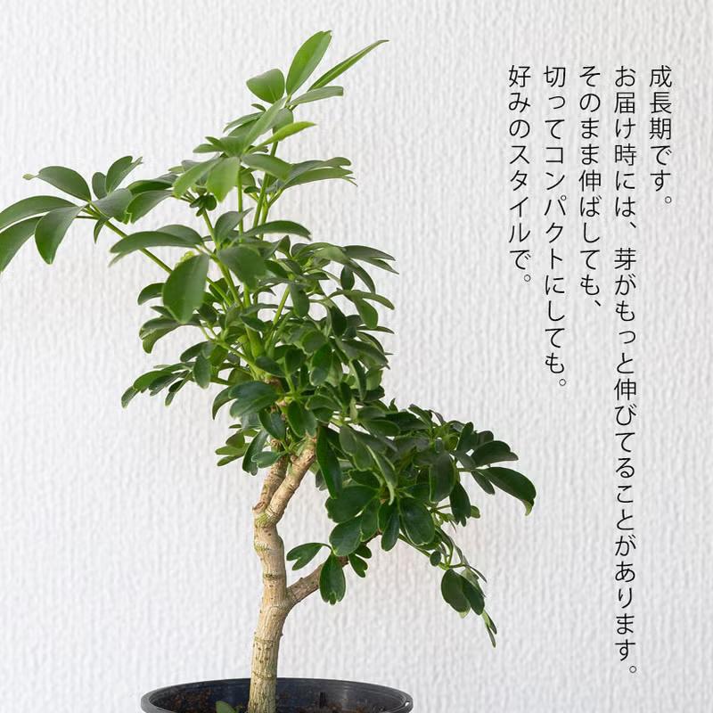 観葉植物 シェフレラ 室内 意外に流通少ない！シェフレラ・レナータ