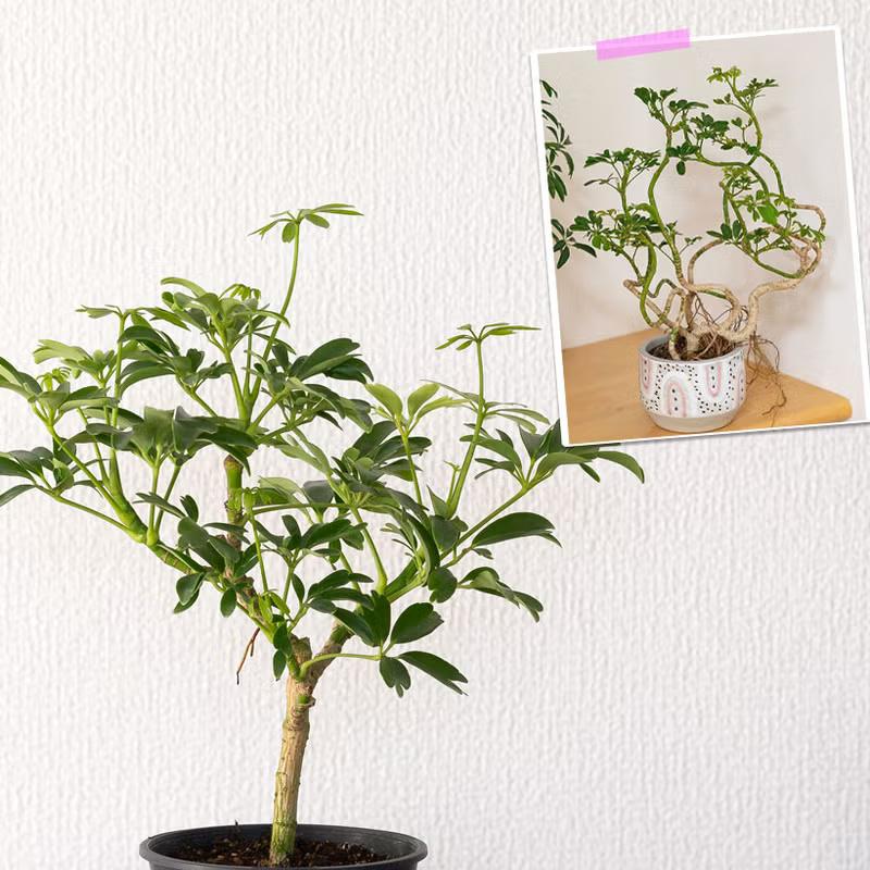 ☆ シェフレラ◦レナータ♪ 158cm リビングサイズ♪ 観葉植物 シェフレラ 室内 意外に流通少ない！シェフレラ・レナータ