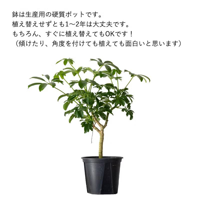観葉植物 シェフレラ 室内 意外に流通少ない！シェフレラ・レナータ
