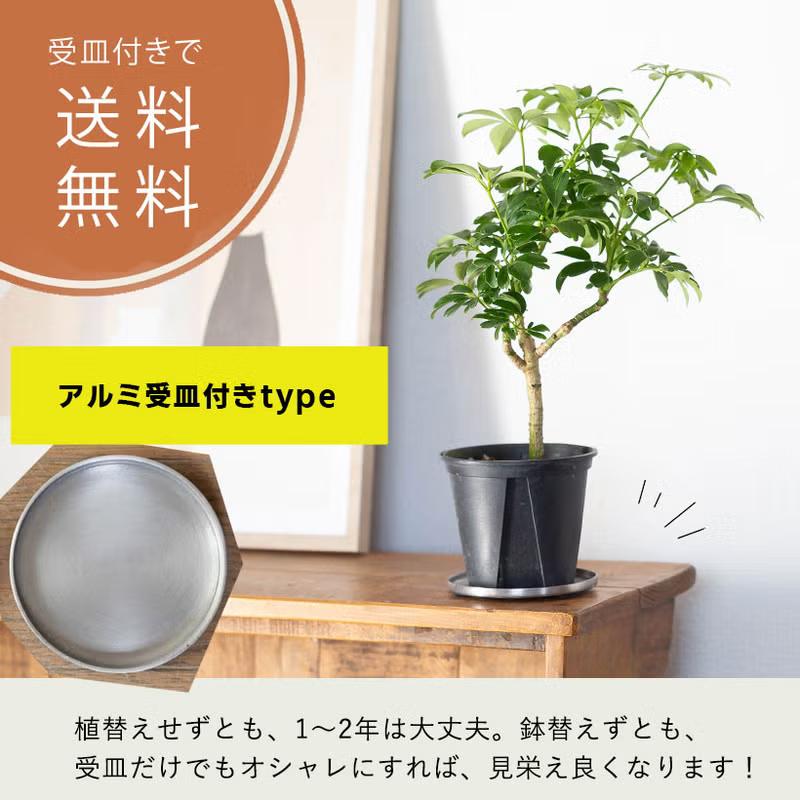 観葉植物 シェフレラ 室内 意外に流通少ない！シェフレラ・レナータ