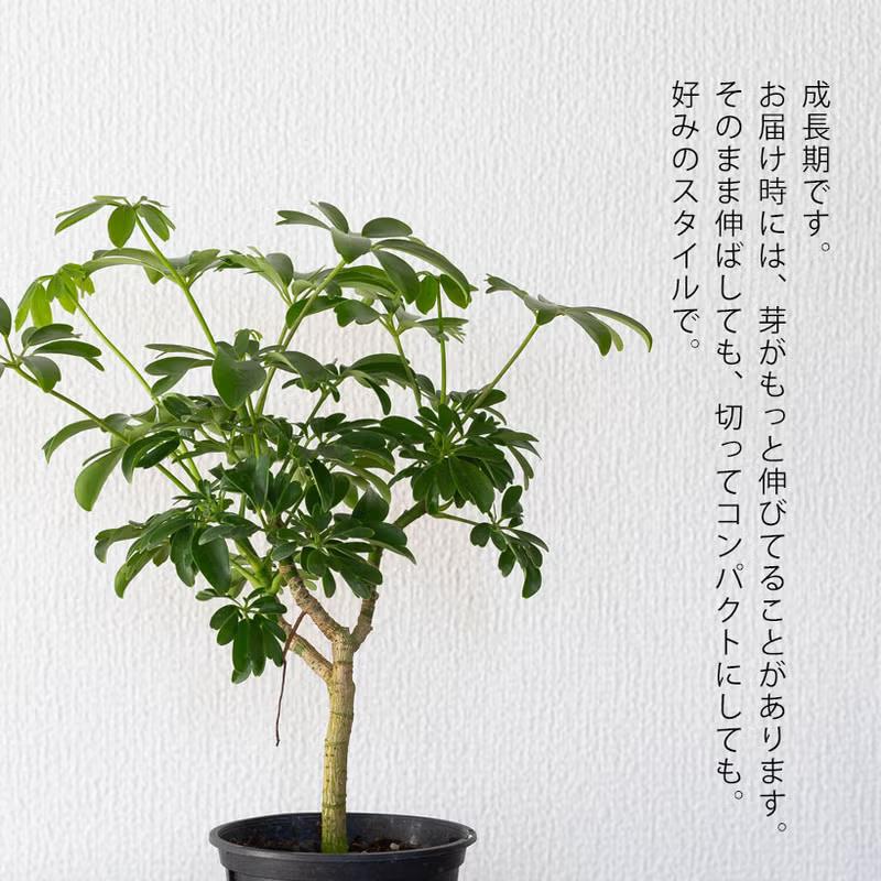 観葉植物 シェフレラ 室内 意外に流通少ない！シェフレラ・レナータ