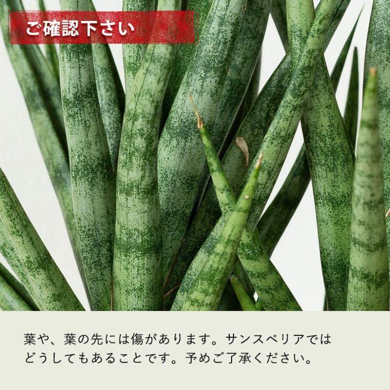 観葉植物 サンスベリア・トーチ3号ポット苗(ボリューム仕立て