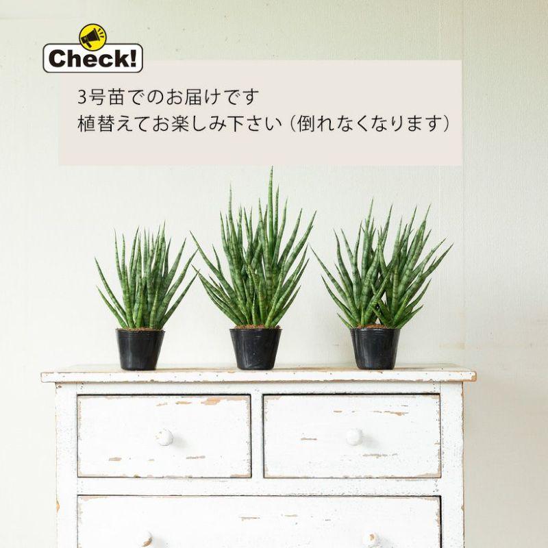観葉植物 サンスベリア・トーチ3号ポット苗(ボリューム仕立て