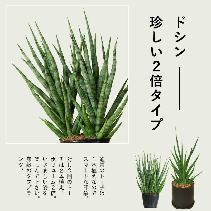 観葉植物 サンスベリア・トーチ3号ポット苗(ボリューム仕立て
