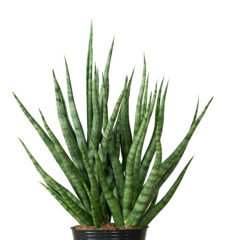 観葉植物 サンスベリア・トーチ3号ポット苗(ボリューム仕立て