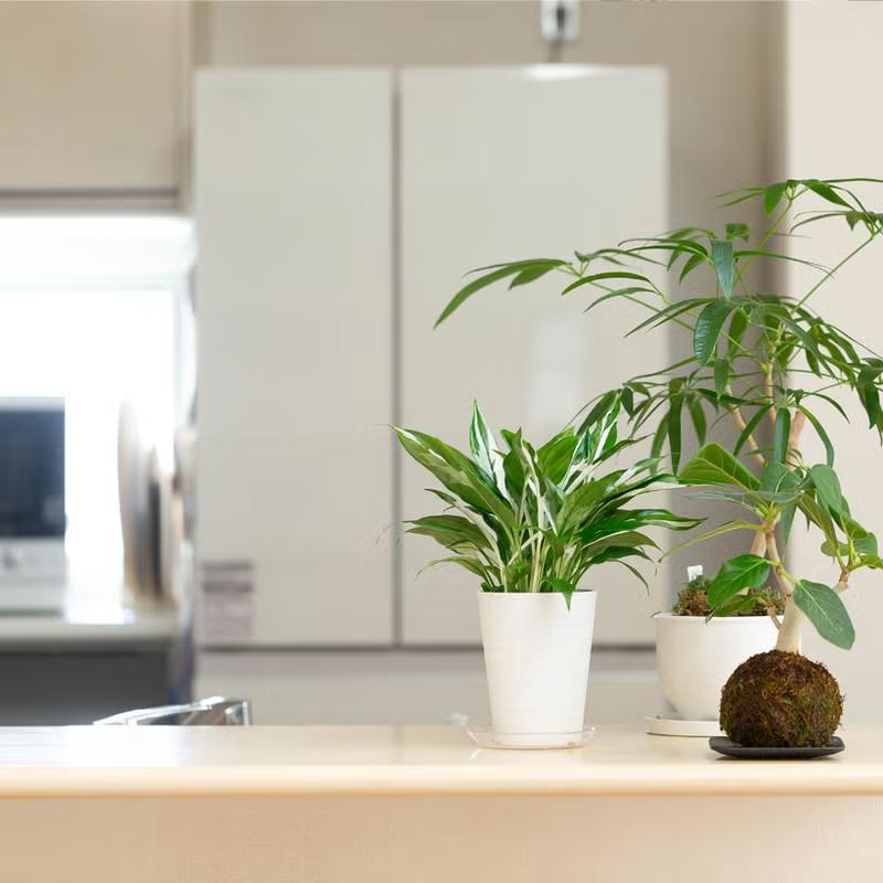 観葉植物 スパティフィラム 斑入りスパティフィラムの中でも、優秀な