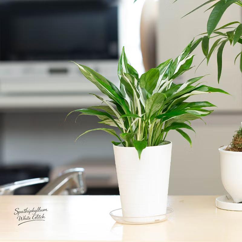 観葉植物 スパティフィラム 斑入りスパティフィラムの中でも、優秀な