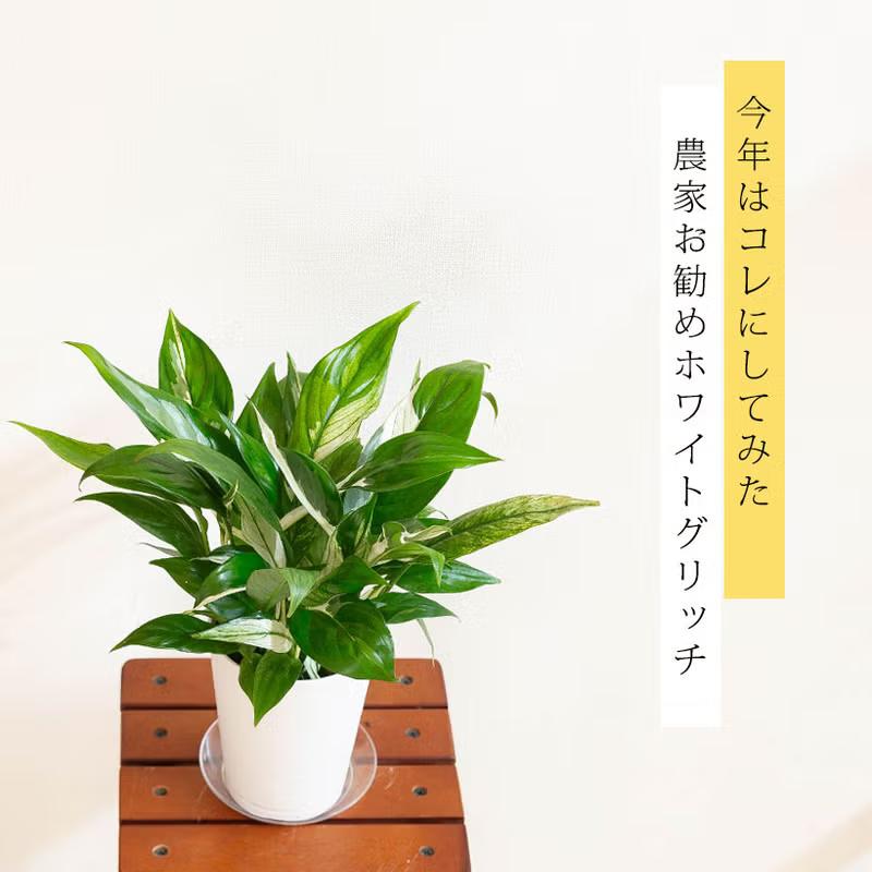 観葉植物 スパティフィラム 斑入りスパティフィラムの中でも、優秀な