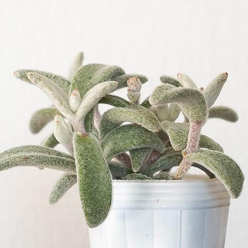 多肉植物 観葉植物 福兎耳（カランコエ・フクトジ）2.5号苗 おしゃれ