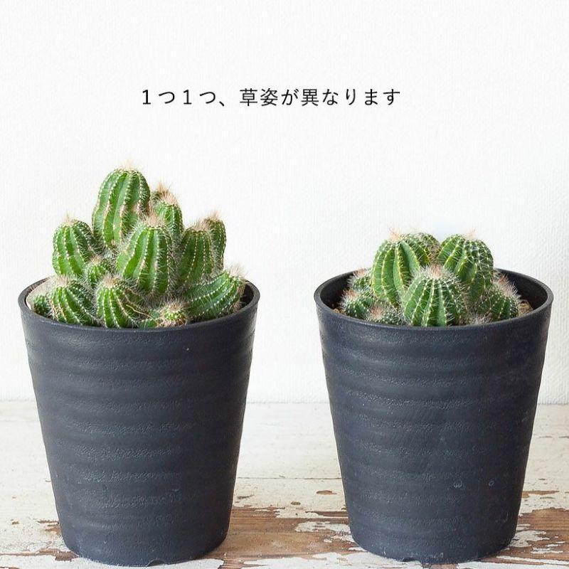 観葉植物 種類 室内 多肉植物 おしゃれ かわいい 植え替え 長年