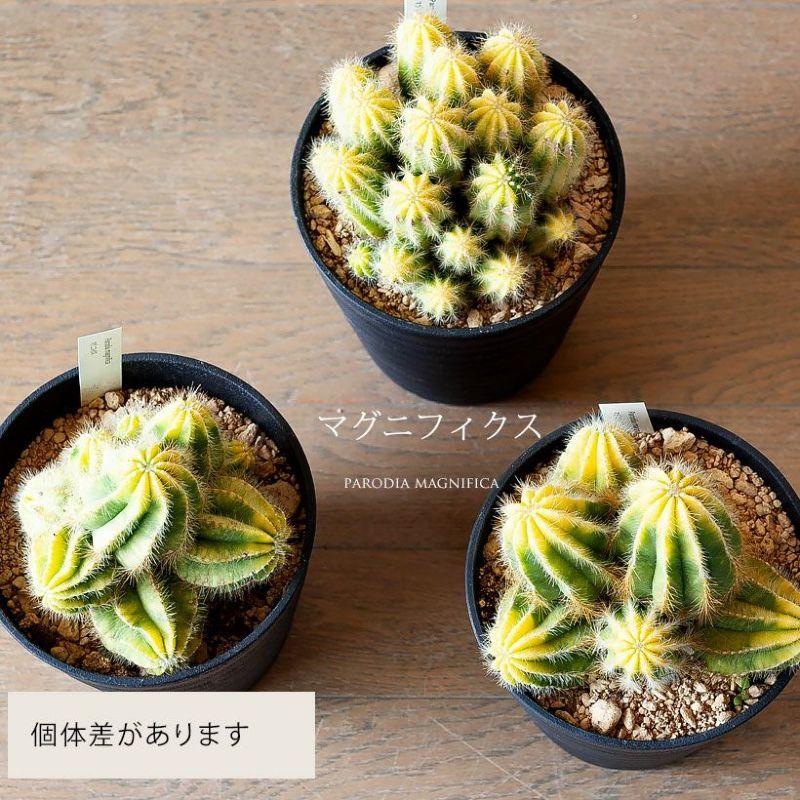 観葉植物 種類 室内 多肉植物 おしゃれ かわいい 植え替え 長年