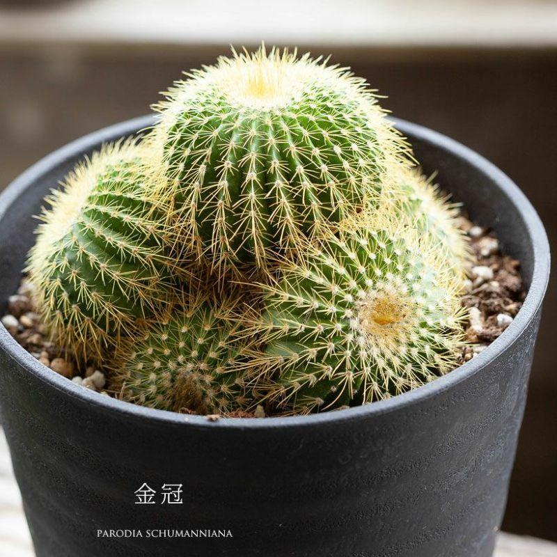 群生サボテン 健康なサボテンの群生