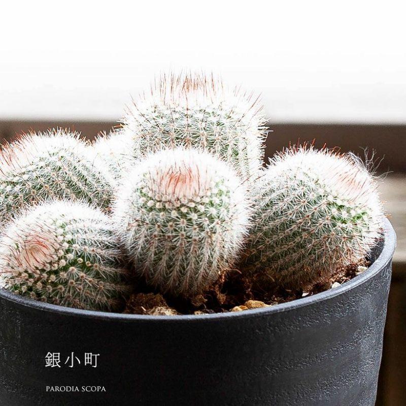 観葉植物 種類 室内 多肉植物 おしゃれ かわいい 植え替え 長年
