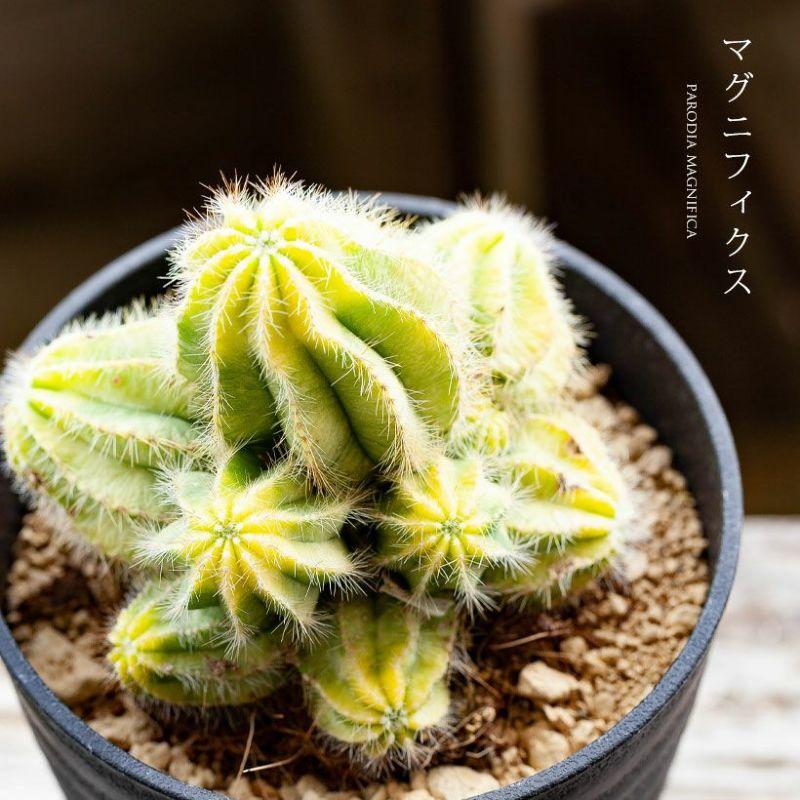 観葉植物 種類 室内 多肉植物 おしゃれ かわいい 植え替え 長年