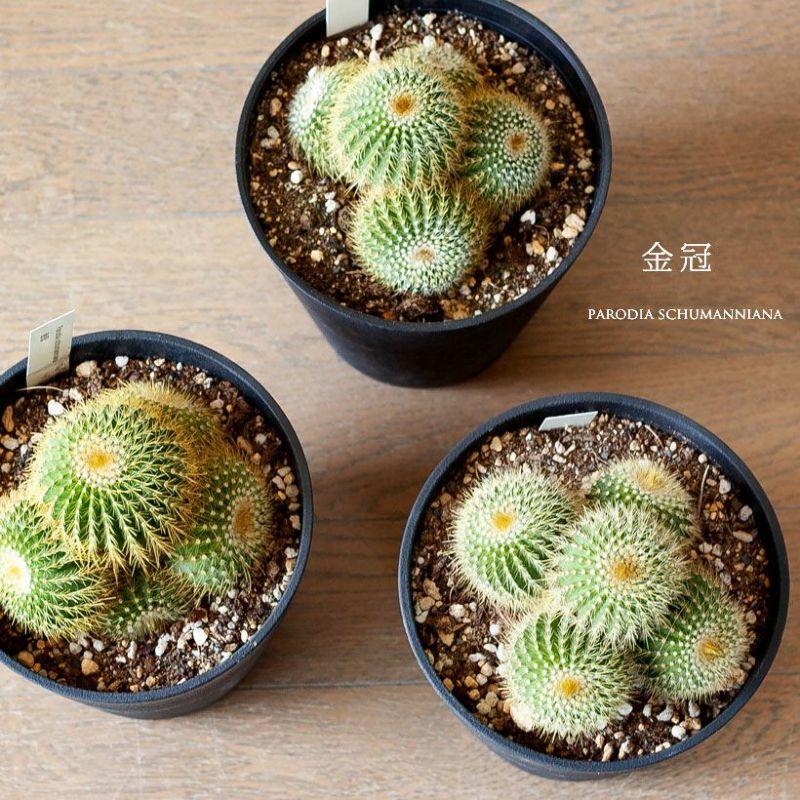 観葉植物 種類 室内 多肉植物 おしゃれ かわいい 植え替え 長年