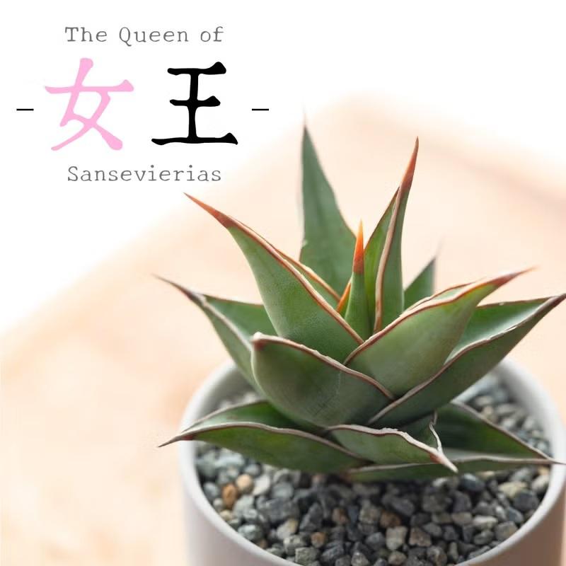 観葉植物 サンスベリア 室内 おしゃれ 【鉢が選べる】