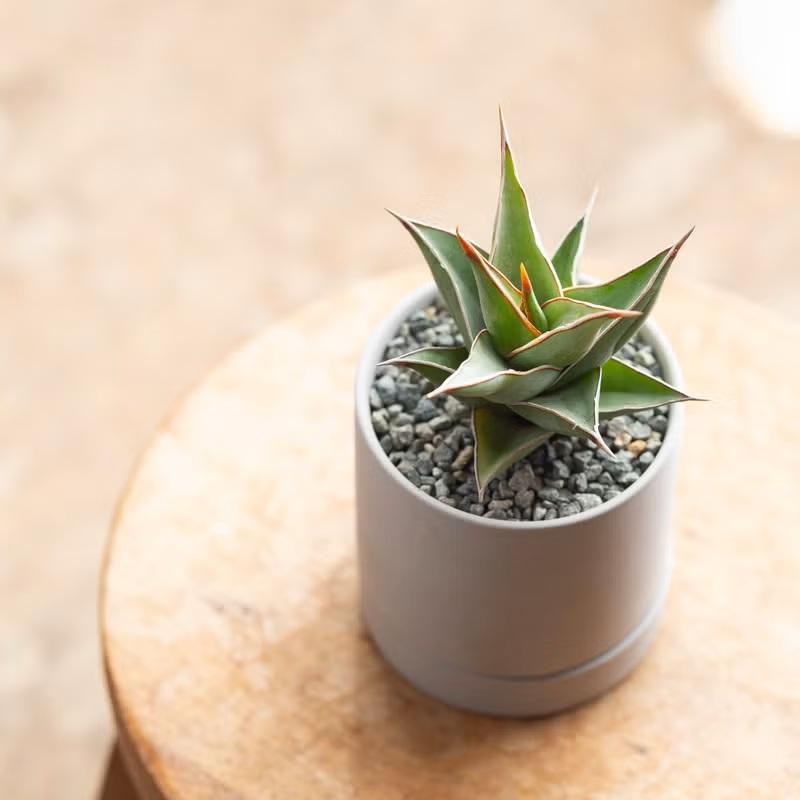 観葉植物 サンスベリア 室内 おしゃれ 【鉢が選べる】