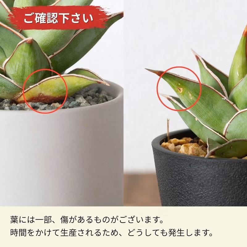 観葉植物 サンスベリア 室内 おしゃれ 【鉢が選べる】