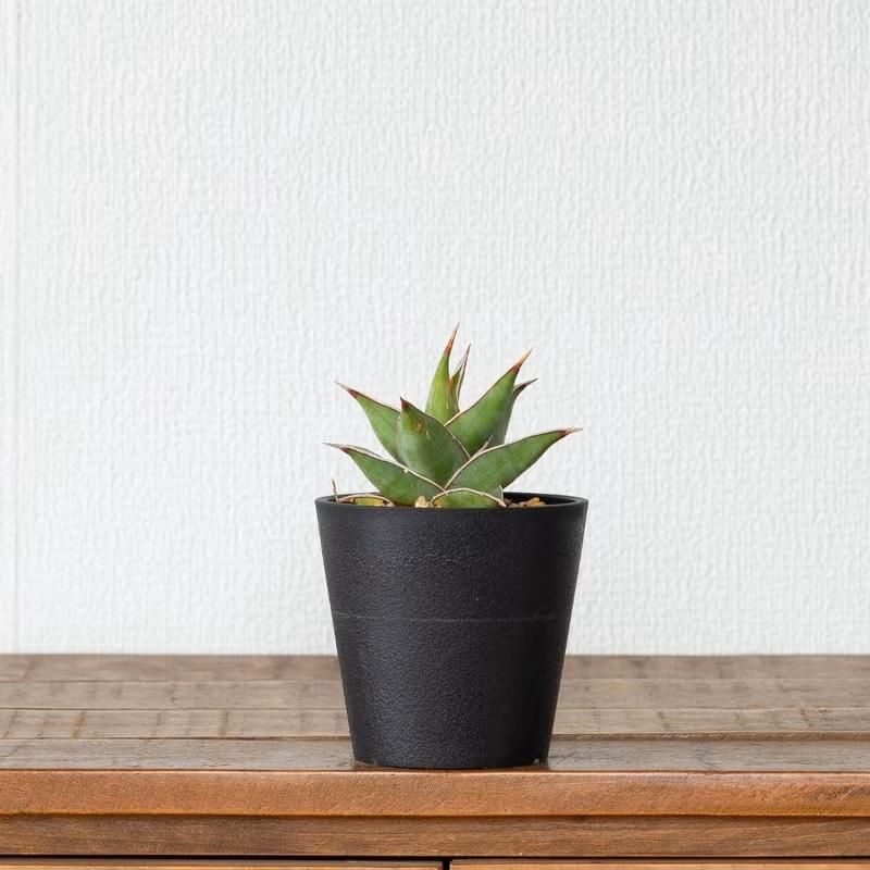 観葉植物 サンスベリア 室内 おしゃれ 【鉢が選べる】