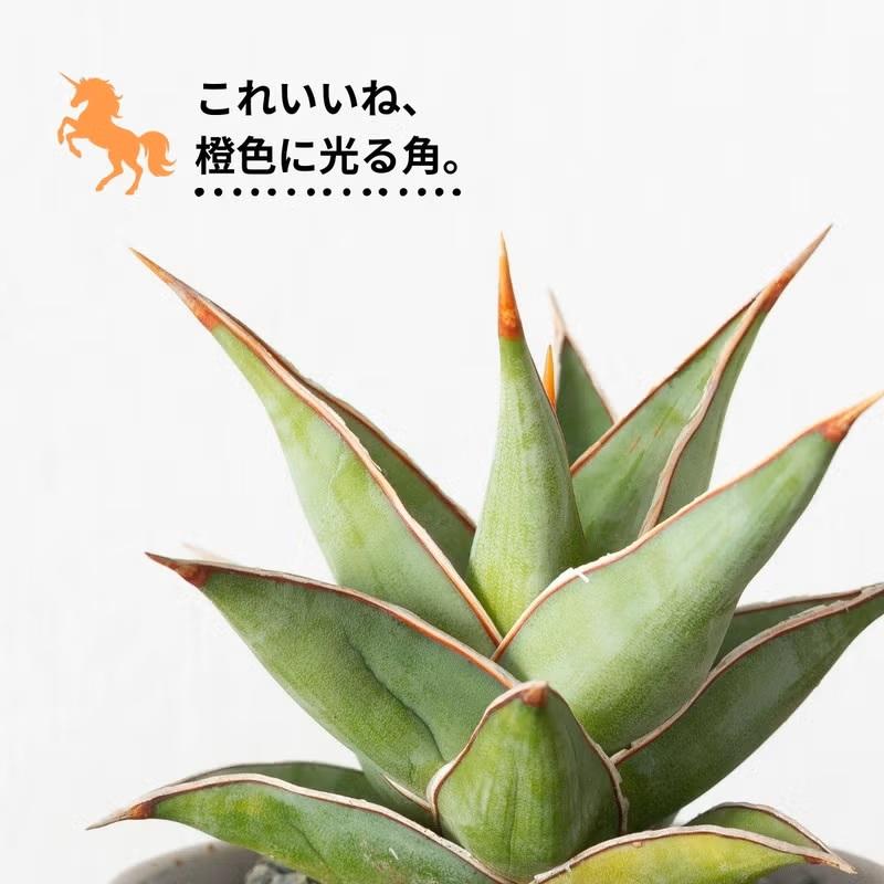 観葉植物 サンスベリア 室内 おしゃれ 【鉢が選べる】