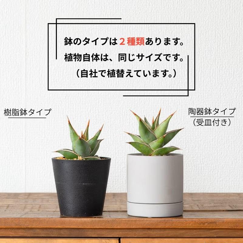 観葉植物 サンスベリア 室内 おしゃれ 【鉢が選べる】